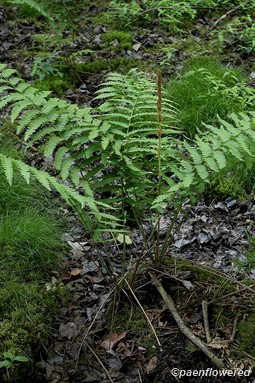 Plant form with sporangia